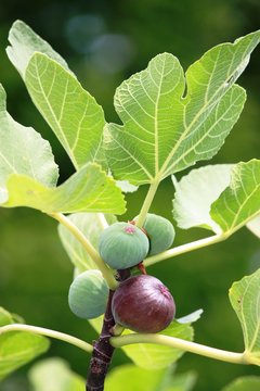 Delicious organic figs on the tree
