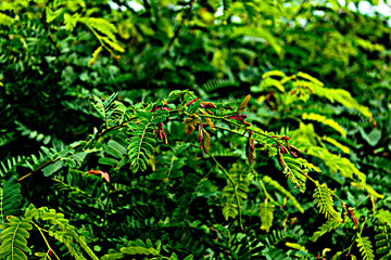 Tamarind leaves background