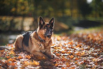 Dog breed German Shepherd walking in autumn park