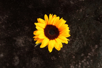 Single bright colorful yellow sunflower
