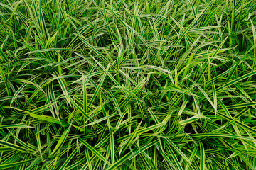 green yellow leaf background