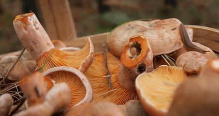 orange mushrooms
