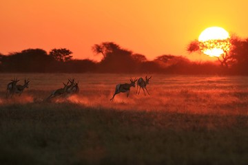 Fototapeta na wymiar Springbok Antelope - Golden Sunset Wildlife Silhouettes