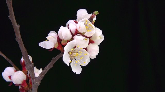 Spring apricot blossom. Timelapse video of a pink peach flower blooming