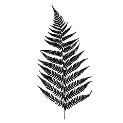 Fern silhouette
