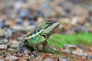 Green crested lizard