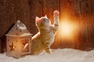 junge Katze im Lichtschein einer Laterne