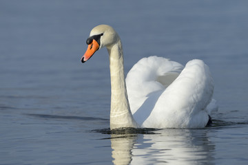 Naklejka premium Mute swan (Cygnus olor) swimming in blue water with reflection.