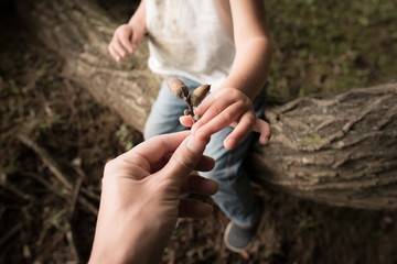 どんぐりを渡す親子