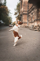 Dog breed Jack Russell Terrier walking in autumn park