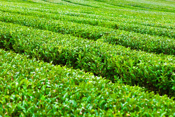 Fototapeta na wymiar Green tea plantation at Jeju Island, South Korea