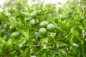Green fruits and leafs of the tangerine tree