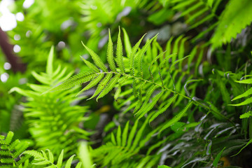 Fern shrubs in rainforest - Pteridium aquilinum