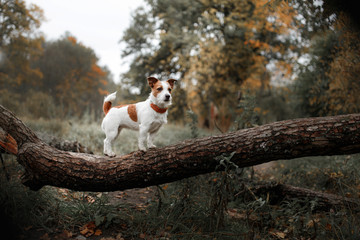 Dog breed Jack Russell Terrier walking in autumn park