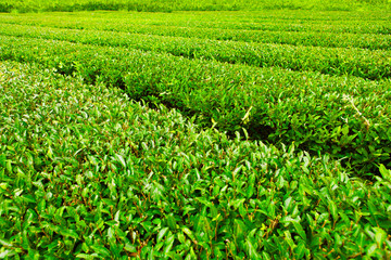 Green tea plantation at Jeju Island, Korea