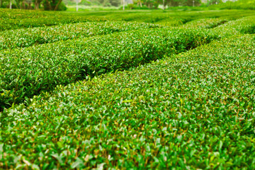 Fototapeta na wymiar Green tea field at Jeju Island, South Korea