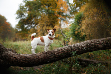 Naklejka na ściany i meble Dog breed Jack Russell Terrier walking in autumn park