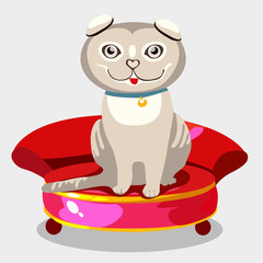 Scottish fold kitten on a red sofa