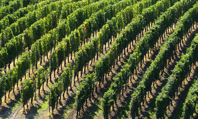 Fototapeta premium Vineyards in Oltrepo Pavese (Italy)