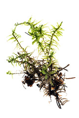 moss isolated