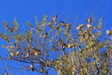 Sparrows on tree branches against the bright blue spring sky