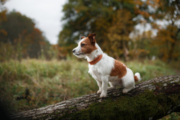 Dog breed Jack Russell Terrier walking in autumn park