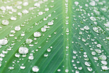 Rain drops on green leaf - 92952426