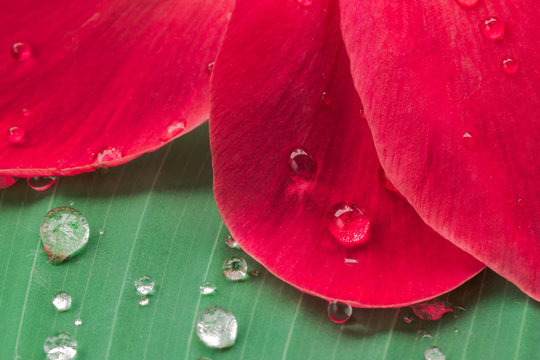Canna flower with rain drops