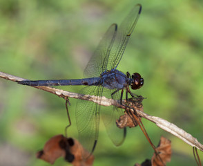 Hunting dragonfly
