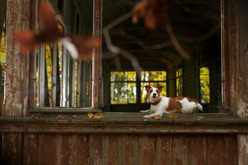 Dog breed Jack Russell Terrier walking in autumn park © Anna Averianova