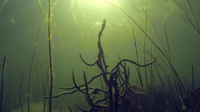 Branches of freswater sponge in the bottom of a lake with sun