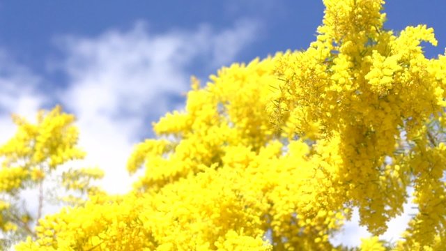 Mimosa tree over blue sky. Mimosa Spring Flowers. Easter