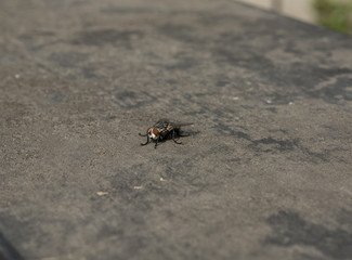 Mosca