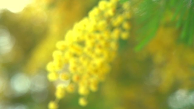 Mimosa spring flowers. Easter background. Blooming mimosa tree