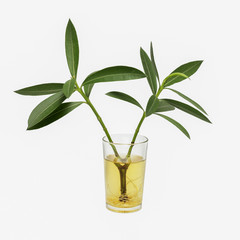 Oleander branches and roots submerged in a glass of water isolated on a white background