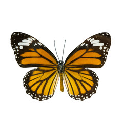 Fototapeta na wymiar common tiger butterfly , Danaus Genutia , monarch butterfly isol