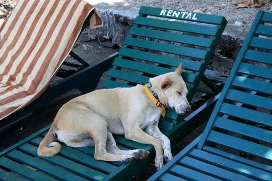 Schlafender Hund auf Strandliege