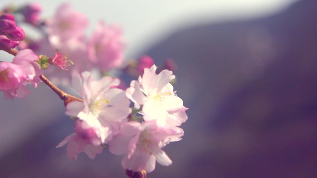 Spring blossom background. Beautiful nature scene with blooming sakura tree