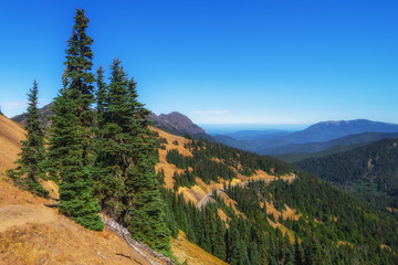 A fir grove on the hillside near Hurricane Ridge at the Olympic park, Washington