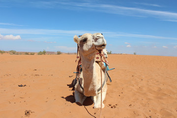 A camel in the desert.
