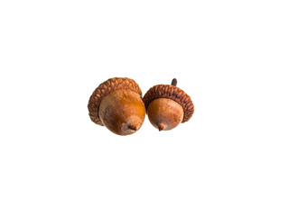 Acorn on a white background  Ice Age