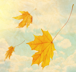 Naklejka na ściany i meble Beautiful autumn leaves flying on a wind