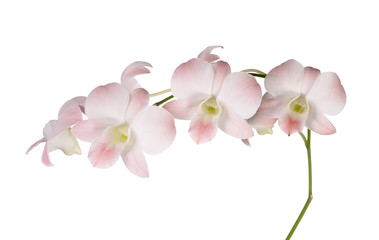 Fototapeta na wymiar White orchid on white blackbackground