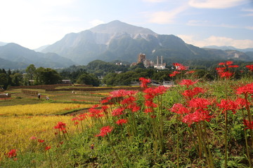 埼玉県、寺坂棚田の彼岸花と武甲山