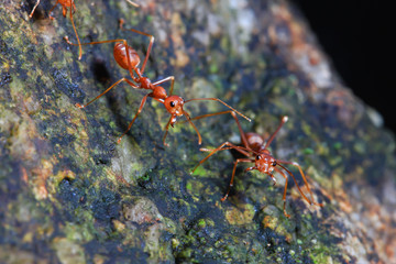 red ant