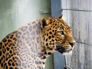 Lory Park Leopard