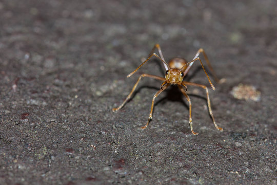 red ant