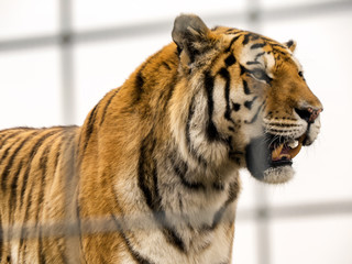 Tiger at Lory Park Zoo