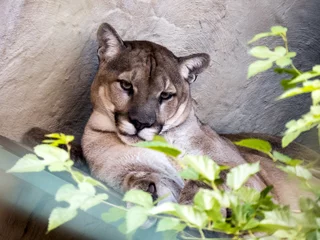 Foto auf Acrylglas Puma Puma-Porträt