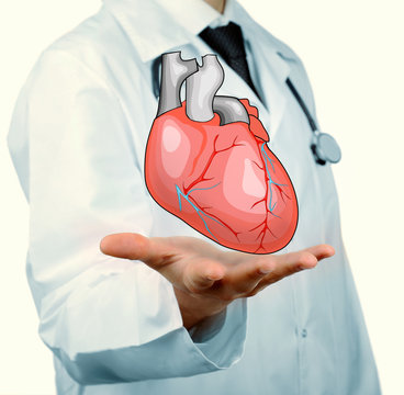 Medical concept. Male doctor with real heart in hands.